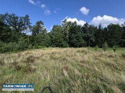 Pogórze Ciężkowickie, działka budowlana przy lesie - Obrazek 3