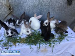 Sprzedam młode króliki - Obrazek 1