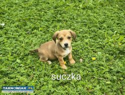 Oddam pieski w dobre ręce - Obrazek 1