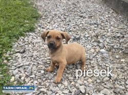Oddam pieski w dobre ręce - Obrazek 3