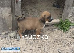 Oddam pieski w dobre ręce - Obrazek 2