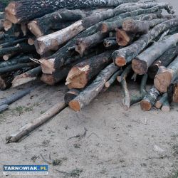 Kupie drewno opalowe na pniu - Obrazek 1