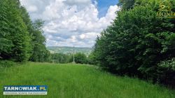 Siedlisko 2,7 ha na terenie gminy Tuchów!! - Obrazek 3