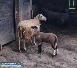 Owce z młodymi - Obrazek 2