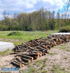 wycinka. koszenie, porządkowanie dzialek - Obrazek 2