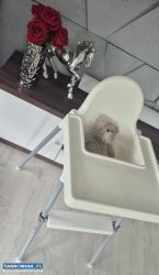 Fotelik do karmienia ikea z tacką i podnóżkiem - Obrazek 2