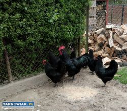 Jaja lęgowe koguty australorp - Obrazek 2