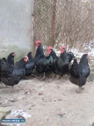 Jaja lęgowe koguty australorp - Obrazek 1