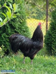 Jaja lęgowe koguty australorp - Obrazek 4