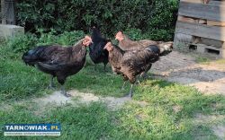Jaja lęgowe koguty australorp - Obrazek 3