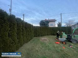 Pielęgnacja zieleni, wycinka drzew i prace porządk - Obrazek 2