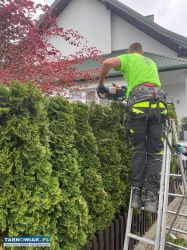Pielęgnacja zieleni, wycinka drzew i prace porządk - Obrazek 1