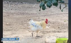Sprzedam młode Kaczory - Obrazek 2