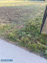 Atrakcyjna działka w Zgłobicach przy asfalcie ! - Obrazek 3