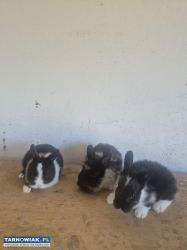 Kroliki miniaturki - Obrazek 1