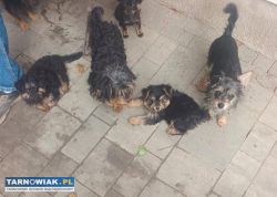 Szczeniaczki szukają dobrego, kochającego domu! - Obrazek 3