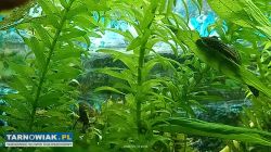 Sprzedam akwarium - Obrazek 4