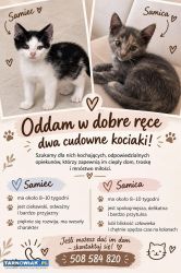 Oddam małe kotki w dobre ręce - Obrazek 1