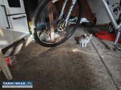 Oddam dwumiesięczne koty - Obrazek 2