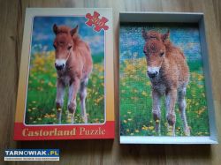 Puzzle 260 źrebak - Obrazek 1
