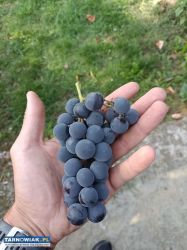 Winogrono ciemne duże - Obrazek 1