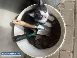 Cztery małe Kotki do adopcji - Obrazek 3