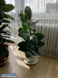 Fikus 1m - Obrazek 1