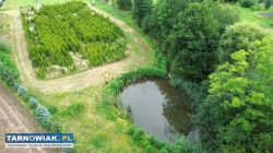 Działka 1,06 ha z własną plantacją tui i stawem - Obrazek 1