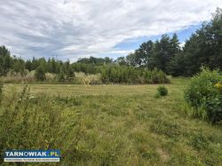 Działka 1,06 ha z własną plantacją tui i stawem - Obrazek 3