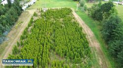 Działka 1,06 ha z własną plantacją tui i stawem - Obrazek 4