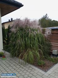 Sprzedam trawę ozdobną - Obrazek 2
