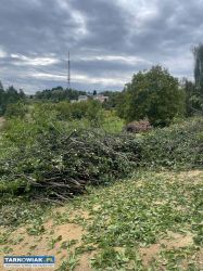 gałęzie zrębki drewno opał - Obrazek 1