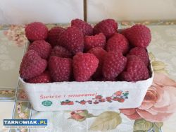 Świeże maliny ze wsi - 20 zł/kg - Obrazek 2