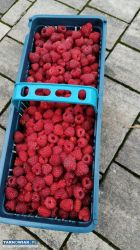 Świeże maliny ze wsi - 20 zł/kg - Obrazek 1