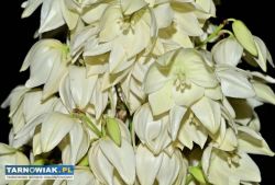 Juka ogrodowa sadzonki - Obrazek 2