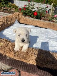 Szczeniaczki West Highland White Terrier - Obrazek 1