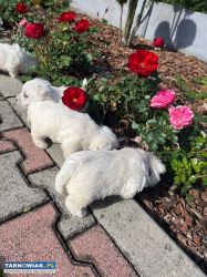 Szczeniaczki West Highland White Terrier - Obrazek 2
