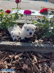 Szczeniaczki West Highland White Terrier - Obrazek 3