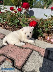Szczeniaczki West Highland White Terrier - Obrazek 4