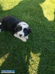 suczka Border collie - Obrazek 1