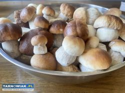 Świeże grzyby - prawdziwki - Obrazek 1