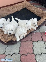 West Highland White Terrier - Obrazek 2