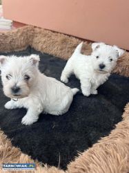 West Highland White Terrier - Obrazek 4
