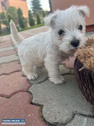 West Highland White Terrier - Obrazek 3