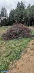 Oddam za darmo gałęzie - Obrazek 1