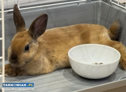 Oddam królika miniaturkę karzelek rex - Obrazek 1