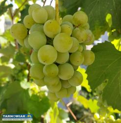 winogrono białe - Obrazek 2