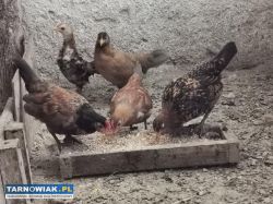 Liliputy karzełki polskie - Obrazek 1