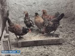 Liliputy karzełki polskie - Obrazek 3