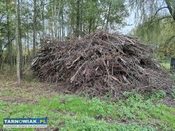 Oddam gałęzie I drzewa. - Obrazek 1